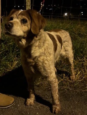 MissingTarn81's tweet image. 08.02.26 Trouvé chien Epagneul Breton à Castres (chemin des Meules). Non identifié. Collier avec tél illisible. Il est au chenil ACPA de Castres. #Tarn