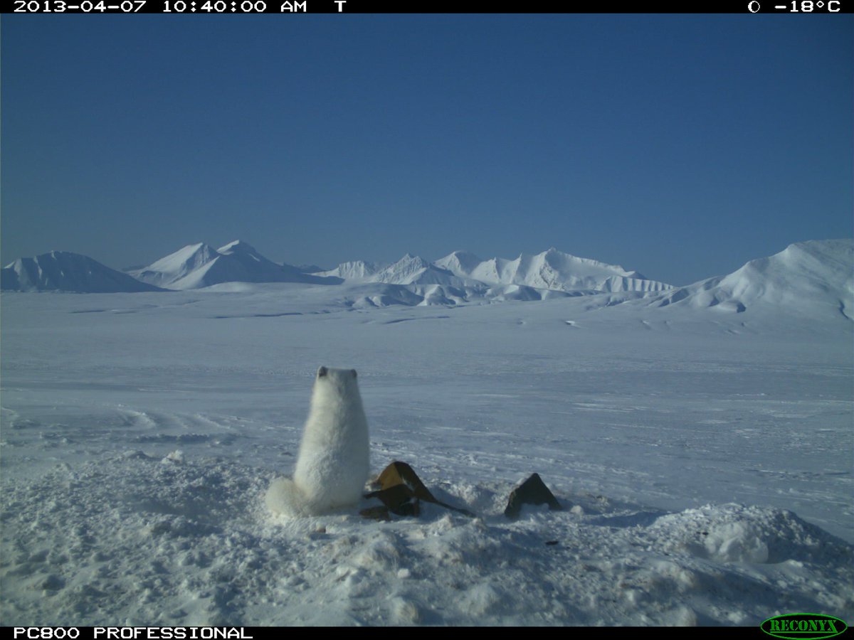 trailcam (@trail_cams) on Twitter photo 