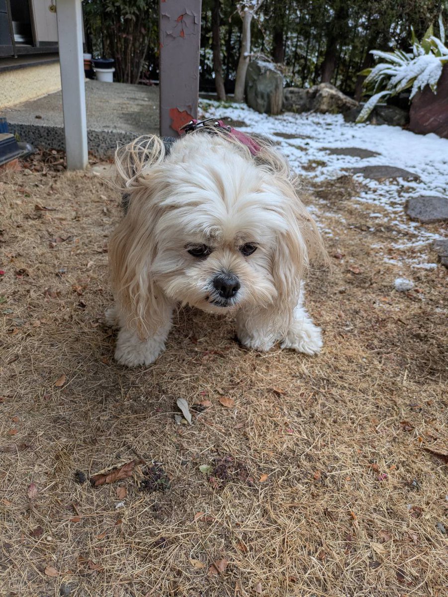 母親から雪の日のうんこ姿送られてきて虚無