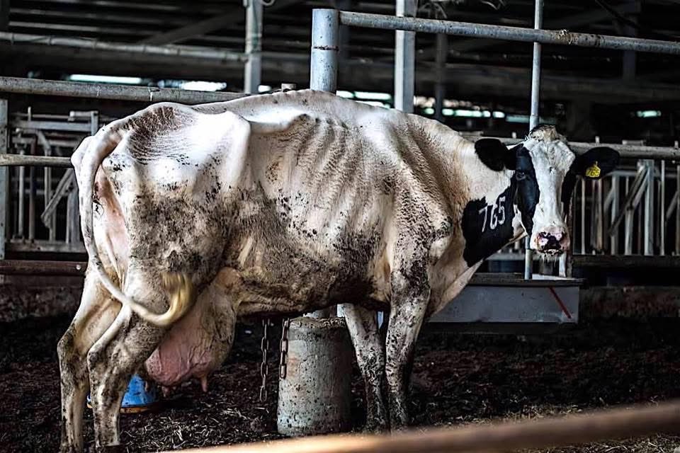 ShortnBluntTho's tweet photo. “The media and dairy industry portray happy cows, content with their lives and oblivious to their exploitation, and subject us to constant propaganda that we need milk to keep us and our children healthy.
#februdairy #calving26 #milk365 #happycows #britishfriesian https://t.co/38evFHXGtN