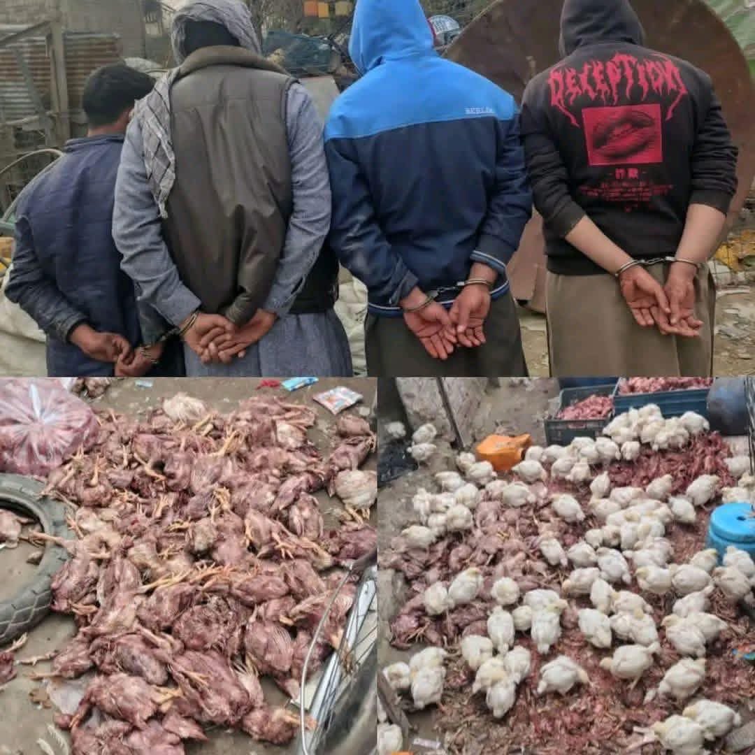 نور یې په چا خوري په ما خوري،😑
ننګرهار کې یو ګروپ نیول شوي،چې 1800 مردار چرګوړي برابر کړي وه تر څو په هوټلونو خرڅ کړي،مقصد سیجیانو او سیخانو شوقیان رامنشن کړئ.