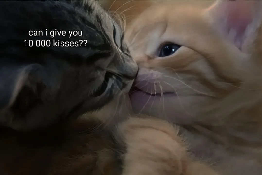 Miaw (@miaw) on Twitter photo 