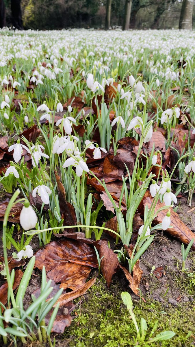 Boswell62 tweet media