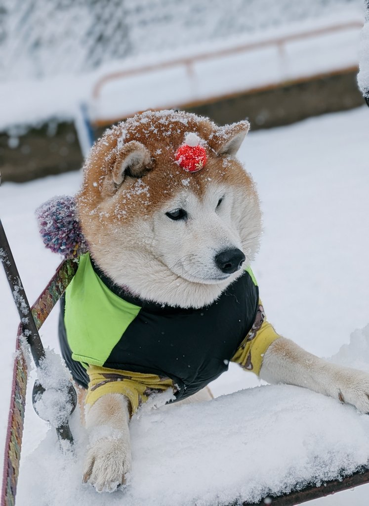 ペコ丸 (@pekotaro930) / Posts / X