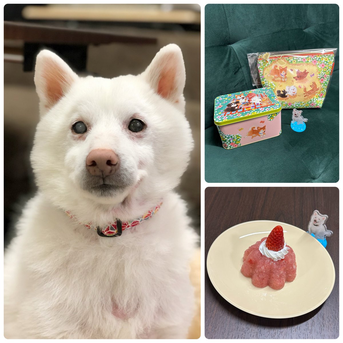 lemonadebottle's tweet photo. 今日は虎徹の誕生日🎊

いつも注文しているお店がお休み中なのでHPでレシピ紹介していたゼリーを作りました🍓
苺は虎徹が1番大好きなフルーツ
喜んでくれるといいなぁ☺️

コージーコーナーの犬サブレの缶とポーチを一緒に添えて🐕
14回目のお誕生日おめでとう
これからもずっとず〜っと大好きだよ🐕✨ https://t.co/5m2PZVk6Jd