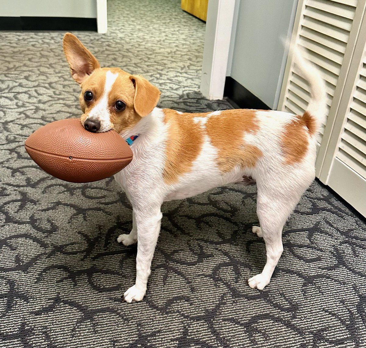 Dr. David Friedman tweet media