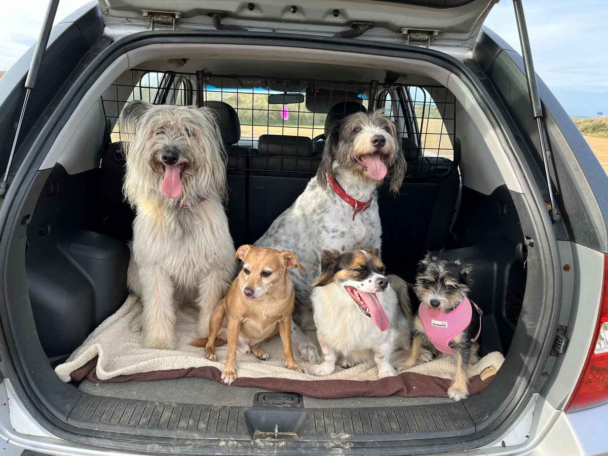 JeanManners's tweet photo. @NiallHarbison My 5 Spanish rescues sadly the 2 big ones have walked the bridge ❤️ https://t.co/jwD8ukdfVM