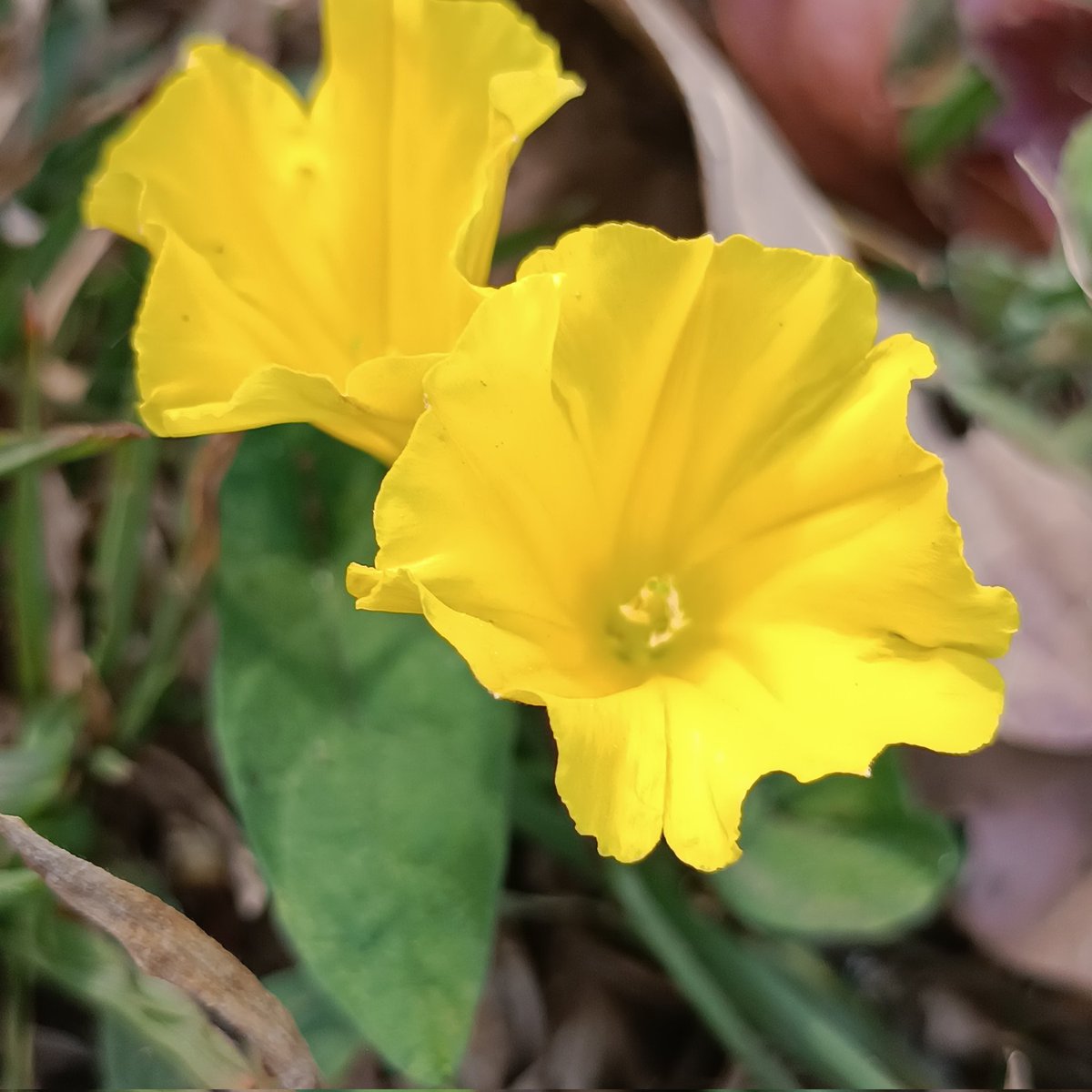 The beauty of the little wild flowers #YellowSunday