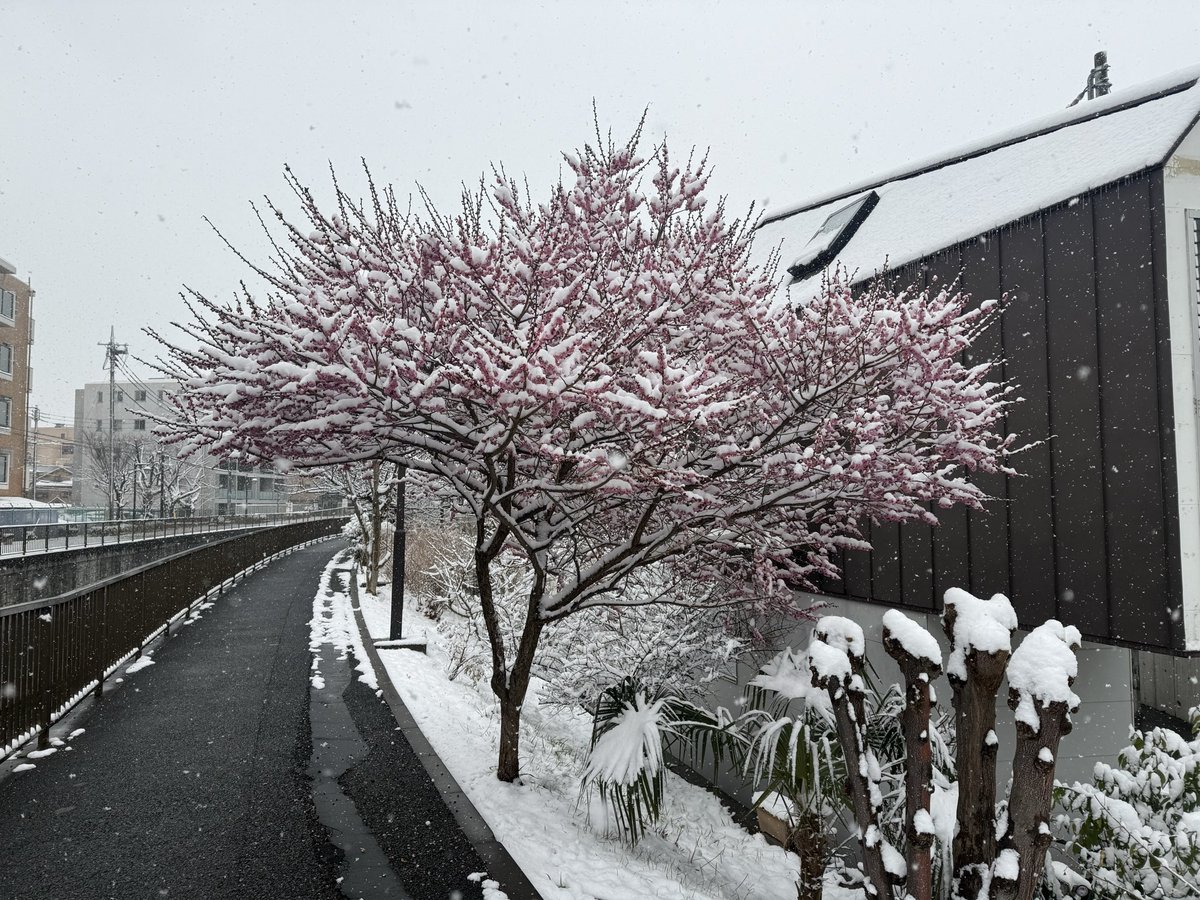 rosepottokyo's tweet photo. 選挙の日の梅 https://t.co/ip6mNG3Ybr