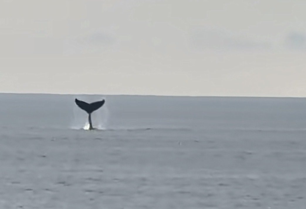 cat heifner tweet media