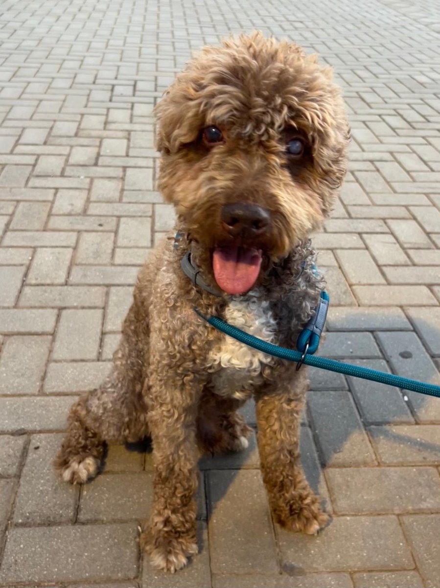 A Curro

Curro,
mi perro de agua español,
mi amigo de patas rizadas
y corazón inmenso.

Naciste en Albacete
un 19 de junio de 2013
y creciste entre risas pequeñas,
las de Lucía y Alma,
manos diminutas enredadas en tu pelo
y tardes eternas de juegos
que aún resuenan en la memoria.