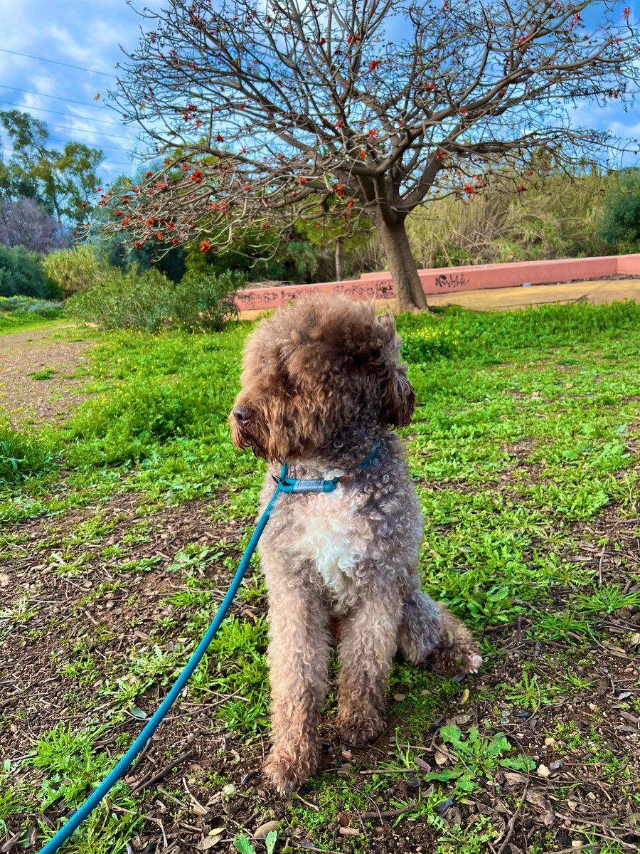 PCinemasmusic's tweet photo. A Curro

Curro,
mi perro de agua español,
mi amigo de patas rizadas
y corazón inmenso.

Naciste en Albacete
un 19 de junio de 2013
y creciste entre risas pequeñas,
las de Lucía y Alma,
manos diminutas enredadas en tu pelo
y tardes eternas de juegos
que aún resuenan en la memoria.

Fuiste regalo,
y fuiste hogar.
Chocolate oscuro con una estrella blanca en el pecho,
cuatro manitas manchadas de luz
corriendo sin miedo por la vida.

Eras un trasto feliz,
un torbellino de alegría,
un cachorro eterno
que se tiraba a la piscina
justo cuando el agua estaba más limpia,
como si supieras
que la felicidad no admite espera.

Me traías piñas
—tesoros absurdos—
para que yo las lanzara
y tú, orgulloso,
demostraras que el mundo
merecía ser perseguido.

En invierno eras un pequeño león,
melena al viento,
fuerte y sereno.
En verano, tras el corte,
otro perro distinto,
pero siempre el mismo Currete
mirándome como solo miran
los que aman sin condiciones.

Estuviste conmigo
cuando la vida pesaba demasiado.
Cuando yo flaqueaba,
tú no.
Nunca te quejaste.
Solo te quedabas cerca,
como diciendo sin palabras:
“aguanta, estoy aquí”.

Fuiste feliz en la parcela,
entre pinos, palomas y ardillas,
rey silencioso de un reino sencillo
donde todo tenía sentido.

Y Málaga…
ay, Málaga.
Este último año fue un regalo.
Paseos largos,
carreras lentas pero decididas,
el mar mojándote el alma.
Y Cádiz…
La Barrosa.
Allí tocaste la felicidad completa,
libre, mojado, eterno.

Luego vino la noche.
Primero la vista,
después los sonidos.
Y aun así seguiste,
guiado solo por el olfato
y por mi voz,
por mis manos,
por el amor que aún te sostenía.

El dolor llegó,
pero tú solo pediste caricias.
Mimos.
Un poco más de tiempo juntos.

Ahora ya descansarás.
Mañana cruzarás ese lugar
donde dicen que van los perros buenos.
Y tú, Curro,
eres de los mejores.

Corre otra vez.
Salta.
Juega sin dolor.
Espérame sin prisa.

Porque nunca te olvidaré.
Porque fuiste,
y serás siempre,
mi perro más leal.

Descansa en paz, amigo. 🐾💙