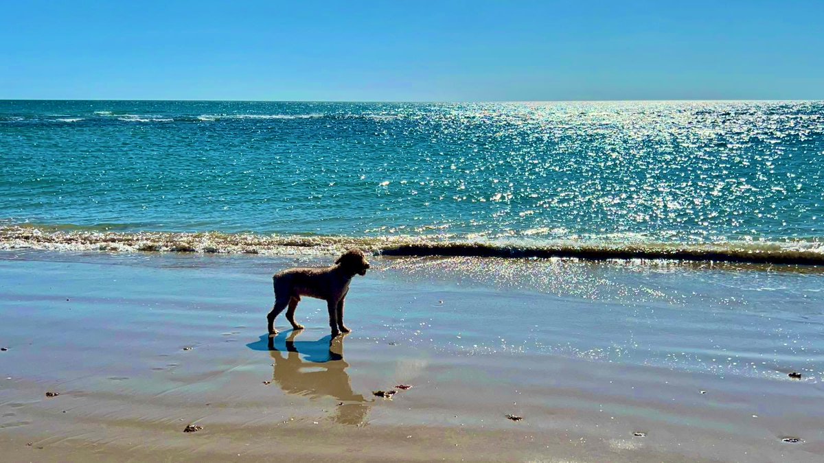PCinemasmusic's tweet photo. A Curro

Curro,
mi perro de agua español,
mi amigo de patas rizadas
y corazón inmenso.

Naciste en Albacete
un 19 de junio de 2013
y creciste entre risas pequeñas,
las de Lucía y Alma,
manos diminutas enredadas en tu pelo
y tardes eternas de juegos
que aún resuenan en la memoria.

Fuiste regalo,
y fuiste hogar.
Chocolate oscuro con una estrella blanca en el pecho,
cuatro manitas manchadas de luz
corriendo sin miedo por la vida.

Eras un trasto feliz,
un torbellino de alegría,
un cachorro eterno
que se tiraba a la piscina
justo cuando el agua estaba más limpia,
como si supieras
que la felicidad no admite espera.

Me traías piñas
—tesoros absurdos—
para que yo las lanzara
y tú, orgulloso,
demostraras que el mundo
merecía ser perseguido.

En invierno eras un pequeño león,
melena al viento,
fuerte y sereno.
En verano, tras el corte,
otro perro distinto,
pero siempre el mismo Currete
mirándome como solo miran
los que aman sin condiciones.

Estuviste conmigo
cuando la vida pesaba demasiado.
Cuando yo flaqueaba,
tú no.
Nunca te quejaste.
Solo te quedabas cerca,
como diciendo sin palabras:
“aguanta, estoy aquí”.

Fuiste feliz en la parcela,
entre pinos, palomas y ardillas,
rey silencioso de un reino sencillo
donde todo tenía sentido.

Y Málaga…
ay, Málaga.
Este último año fue un regalo.
Paseos largos,
carreras lentas pero decididas,
el mar mojándote el alma.
Y Cádiz…
La Barrosa.
Allí tocaste la felicidad completa,
libre, mojado, eterno.

Luego vino la noche.
Primero la vista,
después los sonidos.
Y aun así seguiste,
guiado solo por el olfato
y por mi voz,
por mis manos,
por el amor que aún te sostenía.

El dolor llegó,
pero tú solo pediste caricias.
Mimos.
Un poco más de tiempo juntos.

Ahora ya descansarás.
Mañana cruzarás ese lugar
donde dicen que van los perros buenos.
Y tú, Curro,
eres de los mejores.

Corre otra vez.
Salta.
Juega sin dolor.
Espérame sin prisa.

Porque nunca te olvidaré.
Porque fuiste,
y serás siempre,
mi perro más leal.

Descansa en paz, amigo. 🐾💙