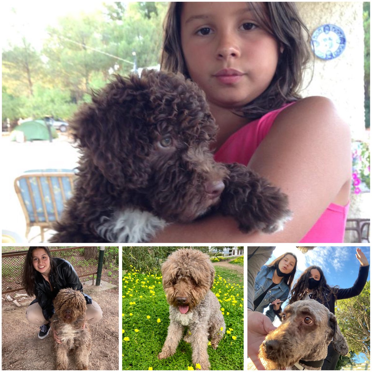 PCinemasmusic's tweet photo. A Curro

Curro,
mi perro de agua español,
mi amigo de patas rizadas
y corazón inmenso.

Naciste en Albacete
un 19 de junio de 2013
y creciste entre risas pequeñas,
las de Lucía y Alma,
manos diminutas enredadas en tu pelo
y tardes eternas de juegos
que aún resuenan en la memoria.

Fuiste regalo,
y fuiste hogar.
Chocolate oscuro con una estrella blanca en el pecho,
cuatro manitas manchadas de luz
corriendo sin miedo por la vida.

Eras un trasto feliz,
un torbellino de alegría,
un cachorro eterno
que se tiraba a la piscina
justo cuando el agua estaba más limpia,
como si supieras
que la felicidad no admite espera.

Me traías piñas
—tesoros absurdos—
para que yo las lanzara
y tú, orgulloso,
demostraras que el mundo
merecía ser perseguido.

En invierno eras un pequeño león,
melena al viento,
fuerte y sereno.
En verano, tras el corte,
otro perro distinto,
pero siempre el mismo Currete
mirándome como solo miran
los que aman sin condiciones.

Estuviste conmigo
cuando la vida pesaba demasiado.
Cuando yo flaqueaba,
tú no.
Nunca te quejaste.
Solo te quedabas cerca,
como diciendo sin palabras:
“aguanta, estoy aquí”.

Fuiste feliz en la parcela,
entre pinos, palomas y ardillas,
rey silencioso de un reino sencillo
donde todo tenía sentido.

Y Málaga…
ay, Málaga.
Este último año fue un regalo.
Paseos largos,
carreras lentas pero decididas,
el mar mojándote el alma.
Y Cádiz…
La Barrosa.
Allí tocaste la felicidad completa,
libre, mojado, eterno.

Luego vino la noche.
Primero la vista,
después los sonidos.
Y aun así seguiste,
guiado solo por el olfato
y por mi voz,
por mis manos,
por el amor que aún te sostenía.

El dolor llegó,
pero tú solo pediste caricias.
Mimos.
Un poco más de tiempo juntos.

Ahora ya descansarás.
Mañana cruzarás ese lugar
donde dicen que van los perros buenos.
Y tú, Curro,
eres de los mejores.

Corre otra vez.
Salta.
Juega sin dolor.
Espérame sin prisa.

Porque nunca te olvidaré.
Porque fuiste,
y serás siempre,
mi perro más leal.

Descansa en paz, amigo. 🐾💙