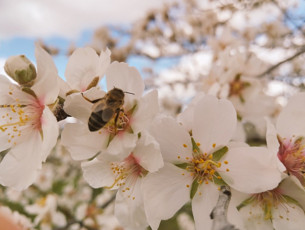 Domingo de almendros 🤍