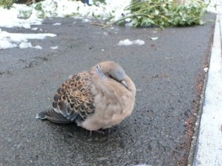 日本の次期総理大臣はこの方です