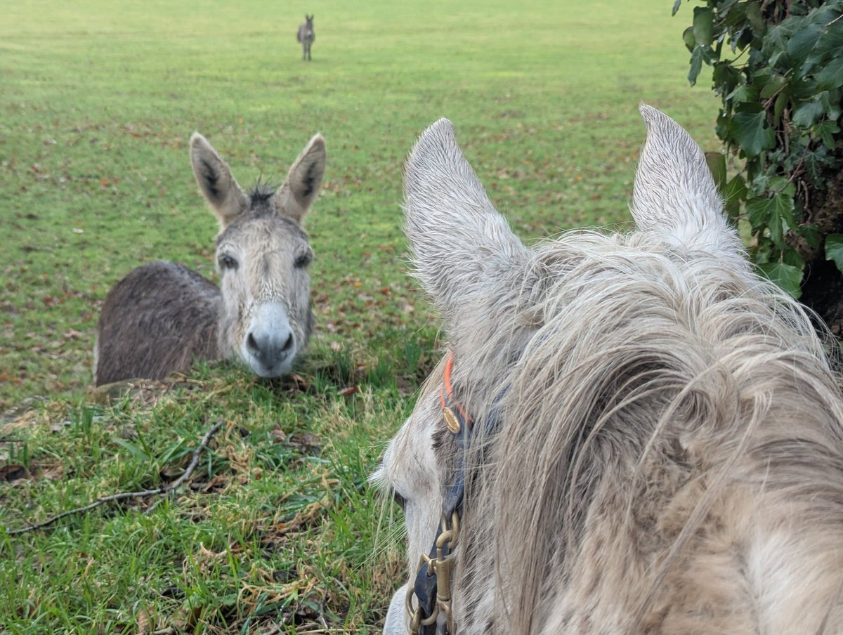 Made a new friend today at Chapple Farm. Donkeys are cool