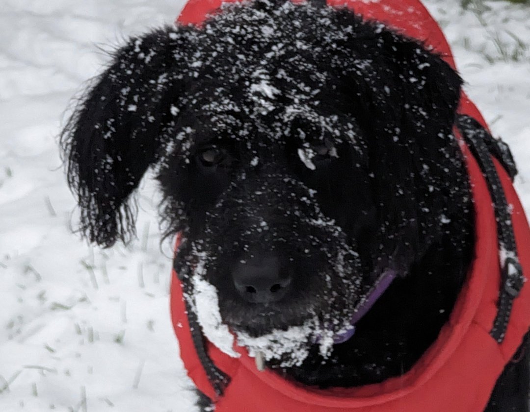 A girl who just likes the snow 🐩❄️ This was February 2025 🗓️ Lottie is less keen on wearing her "doggy-coats" so most of the time we don't bother with them 😊 <a href="/doristhehat/">doristhehat</a> <a href="/GuyLambertUK/">Guy Lambert</a> <a href="/goldfinches12/">Martin Finch</a> <a href="/charles_mackesy/">charlie mackesy</a> <a href="/mags324/">Maggie</a>