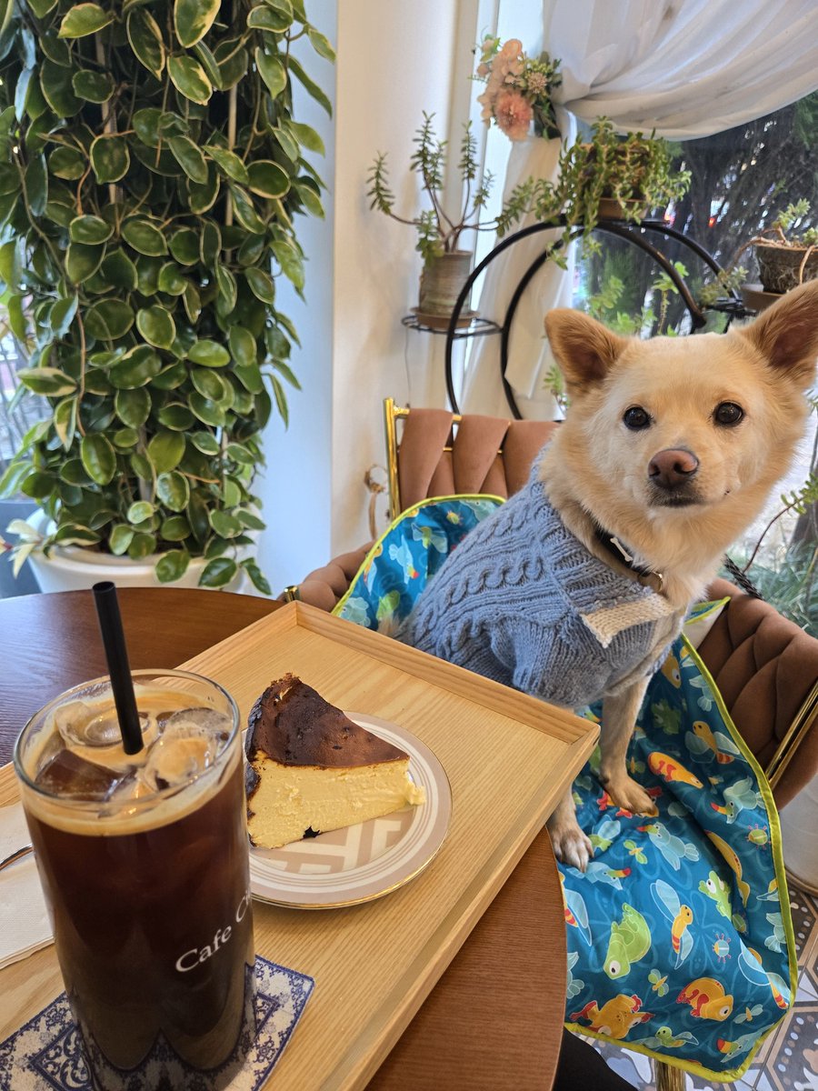 내새꾸 옷 #FO 로
뜨계정 심폐소생하러왓더

흉통큰강아 가슴팍 벌어지는거 웃긴데안웃겨^_ㅜ