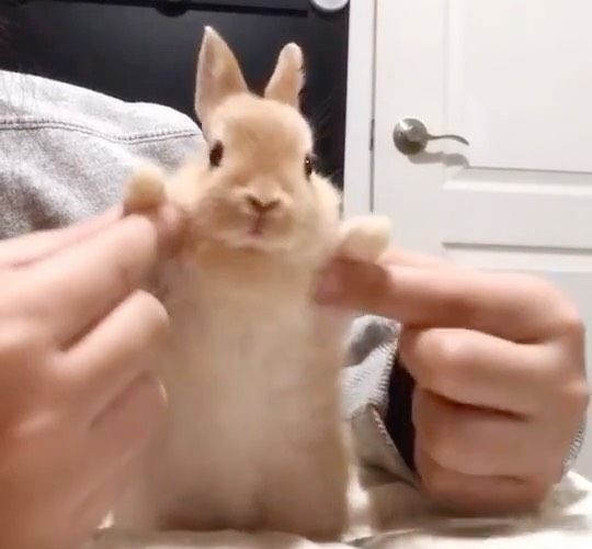 #늘빈
한빙 나 구하러 온 고야?
                                               아니 나도 잡혔어
(이후 발 잡고 예방주사 맞으러 감)