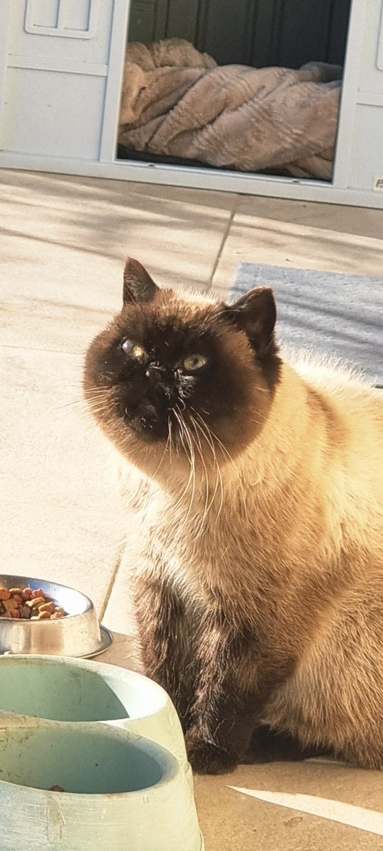 Ahh kızım Isis,  kıyamam hastalanmış 🥰🥹