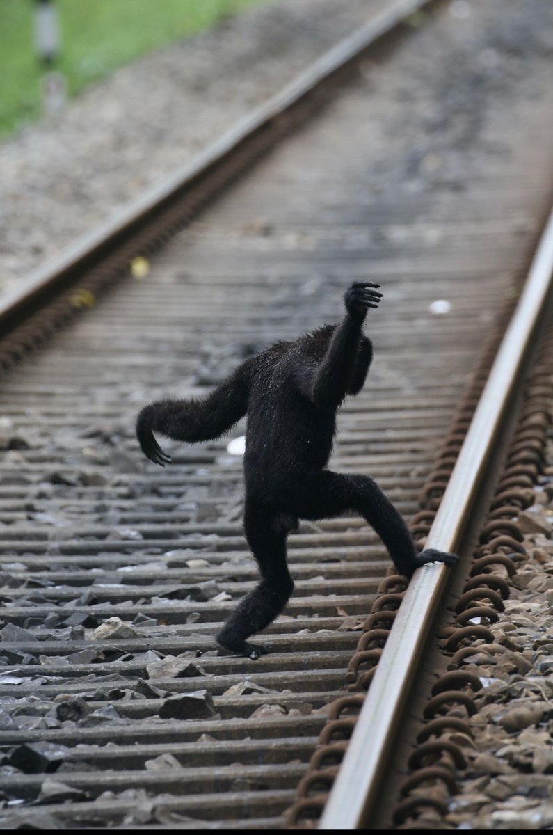 down2earthindia's tweet photo. BREAKING: In a tragic incident, a male gibbon attempting to cross a railway track was found dead due electrocution on February 8 morning in the Hollongapar Gibbon Sanctuary under Jorhat Forest Division, according to the local Assam forest officials. 

Photo courtesy: Mridu Paban Phukan.
