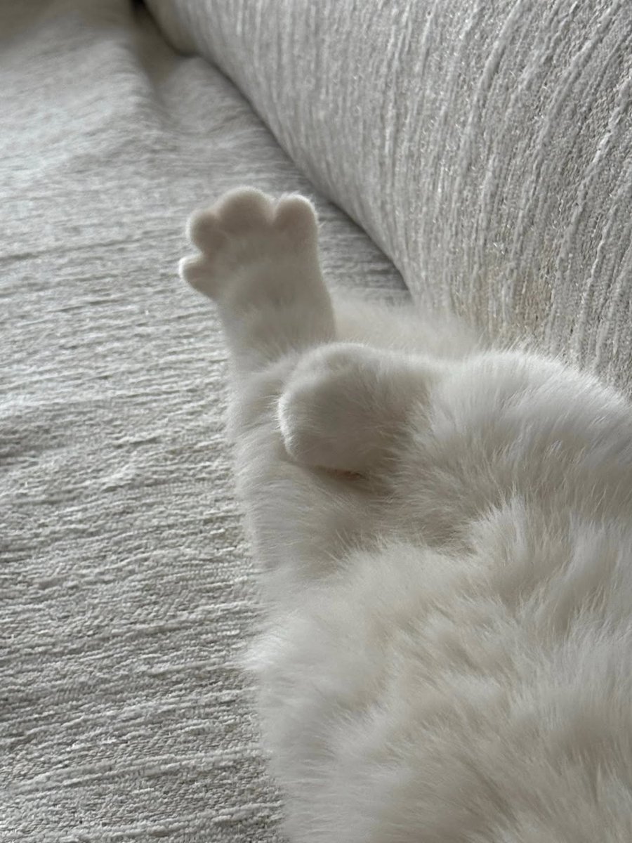 Catsillyness's tweet image. 