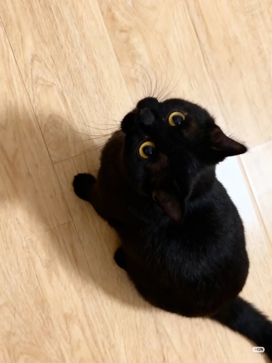 nocontextscats's tweet image. :3