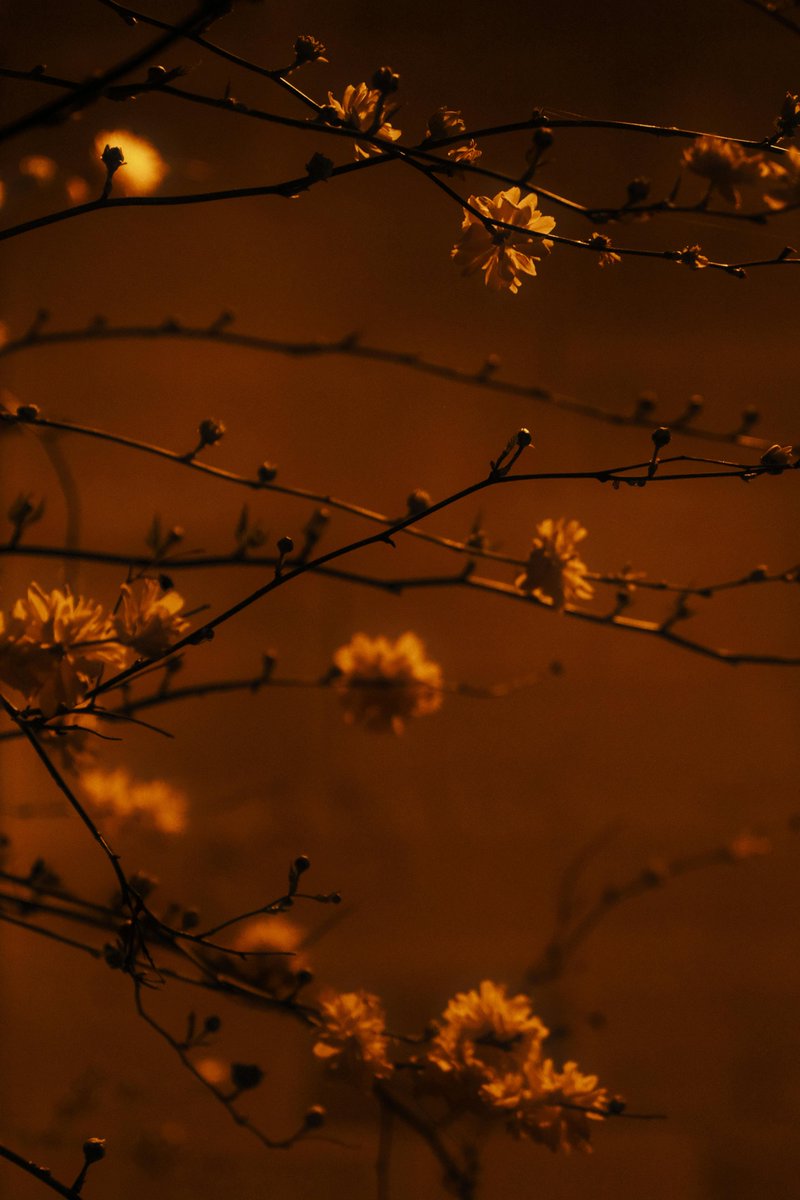 Epígonos del Arte Real tweet media