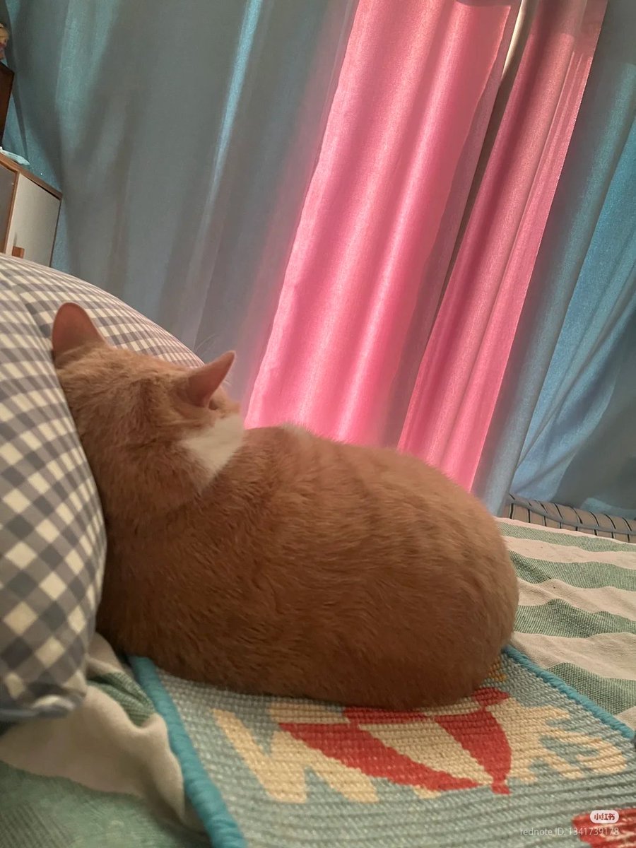 nocontextscats's tweet photo. no talk to me im angy https://t.co/SZl8sas0TA
