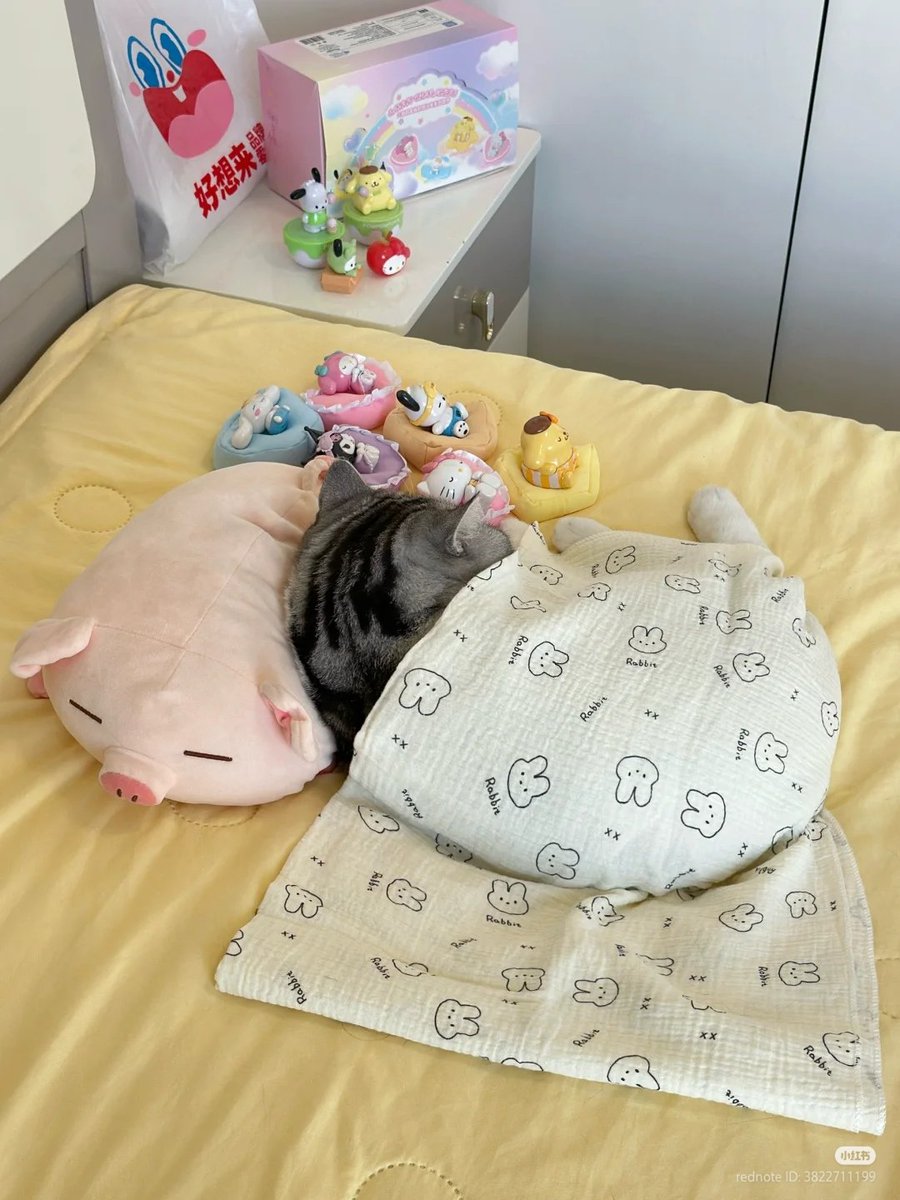 nocontextscats's tweet photo. ALL DAY MOOD https://t.co/8vBspHD9pS