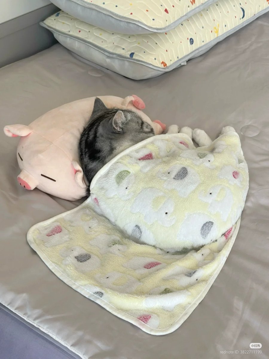 nocontextscats's tweet photo. ALL DAY MOOD https://t.co/8vBspHD9pS