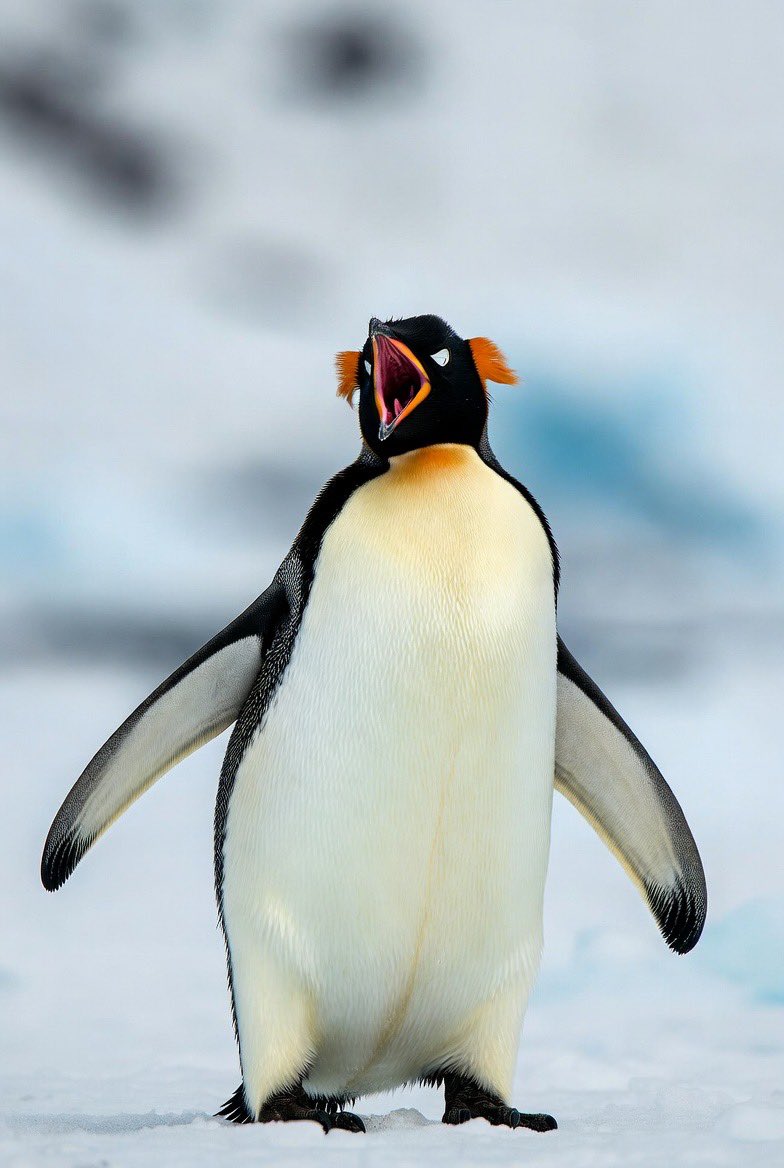 rozexx289159's tweet photo. Weekendโs endingโฆ but $PENGUINโs just getting started. Whoโs with the angriest bird on Solana? ๐ง๐ฅ #BinanceAngy #Solana #Memecoin #CryptoSunday #Penguin https://t.co/KPjuONjI2h