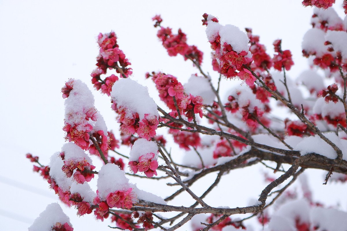 rekodaisy's tweet photo. すぐ溶けてしまう関東の雪。
今週は少し気温が上がるみたいだから、最後かもしれないの冬の寒さを堪能。
気づいたら1.5時間程遊んでた。
雪玉も軽いほどサラサラな雪。
梅×雪。シマエナガもどきは公園で作ってベランダに持ち帰り(笑) https://t.co/mMBAFzmXTV
