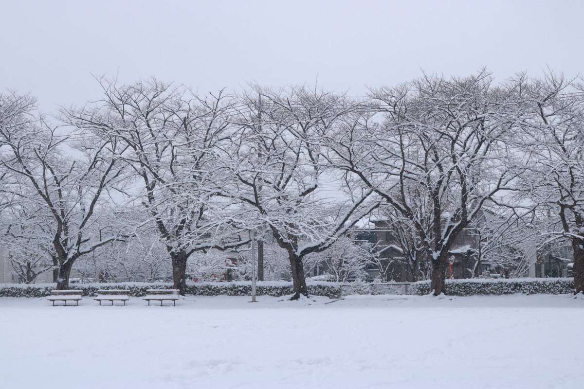 rekodaisy's tweet photo. すぐ溶けてしまう関東の雪。
今週は少し気温が上がるみたいだから、最後かもしれないの冬の寒さを堪能。
気づいたら1.5時間程遊んでた。
雪玉も軽いほどサラサラな雪。
梅×雪。シマエナガもどきは公園で作ってベランダに持ち帰り(笑) https://t.co/mMBAFzmXTV