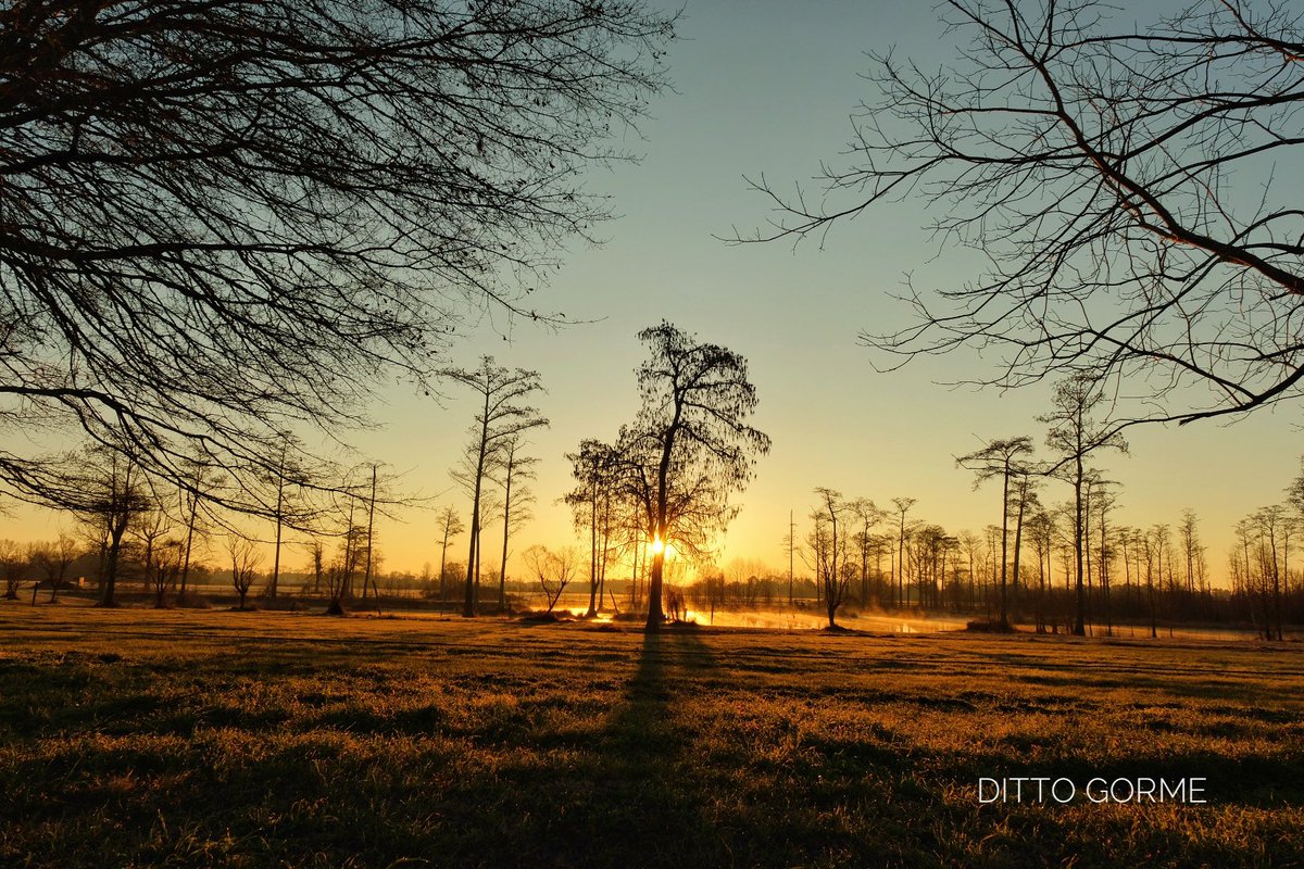 Ditto Gorme tweet media