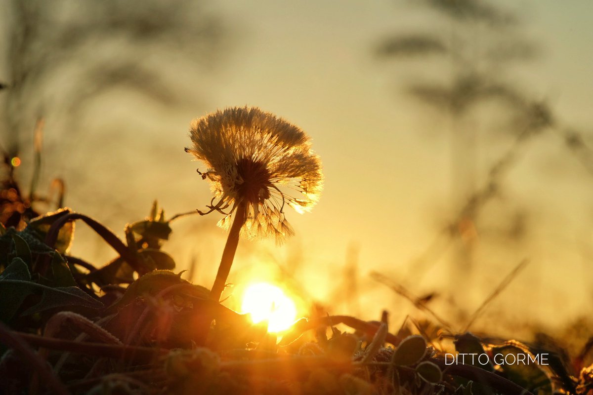 Ditto Gorme tweet media