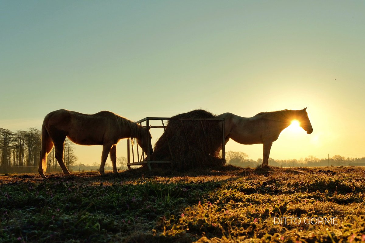 Ditto Gorme tweet media