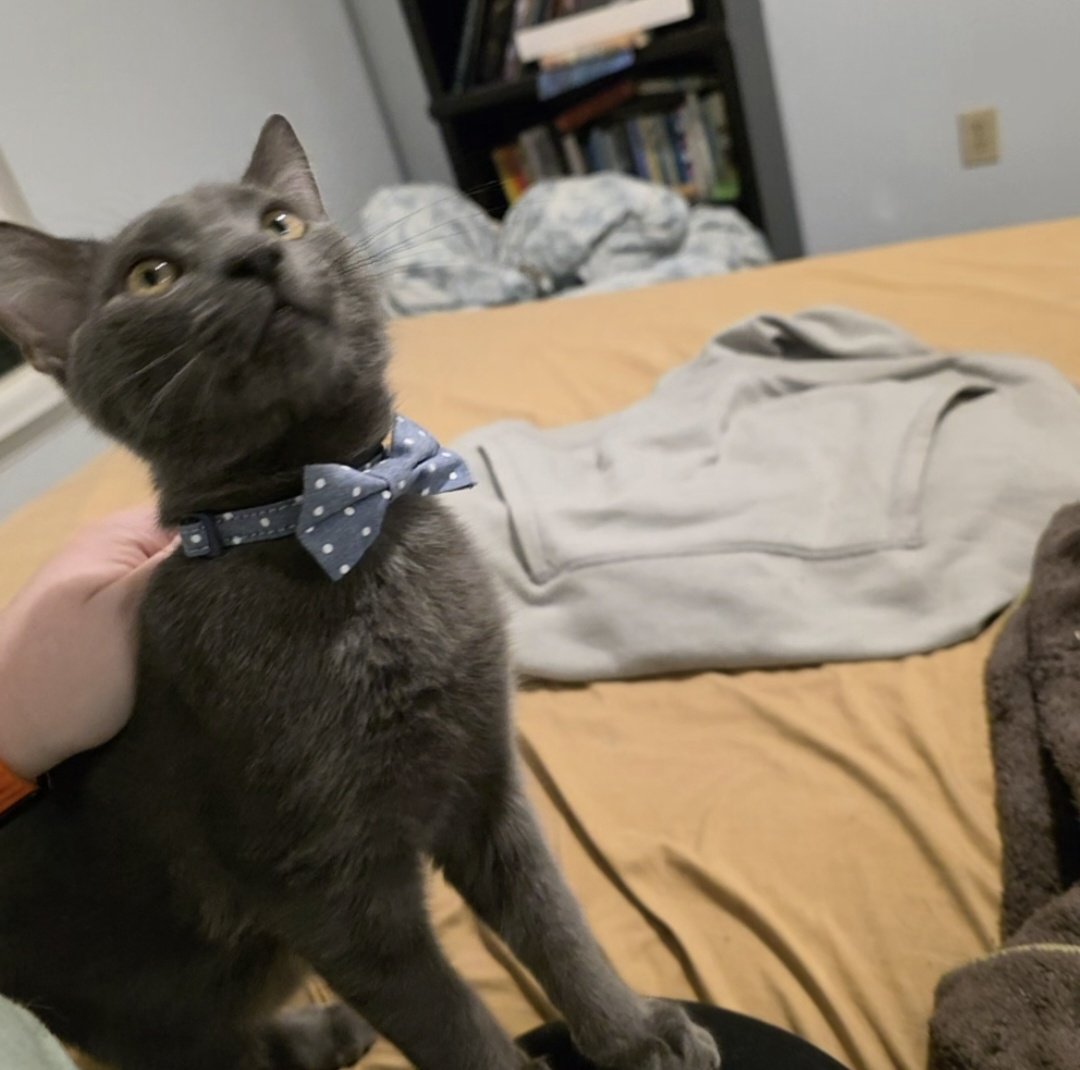 Ashley Reed tweet media