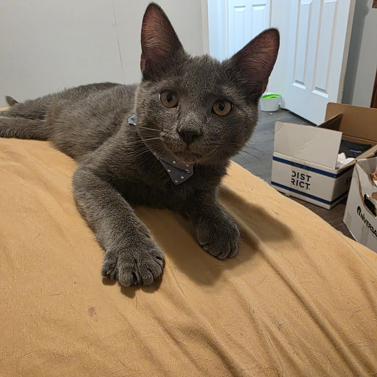 Ashley Reed tweet media