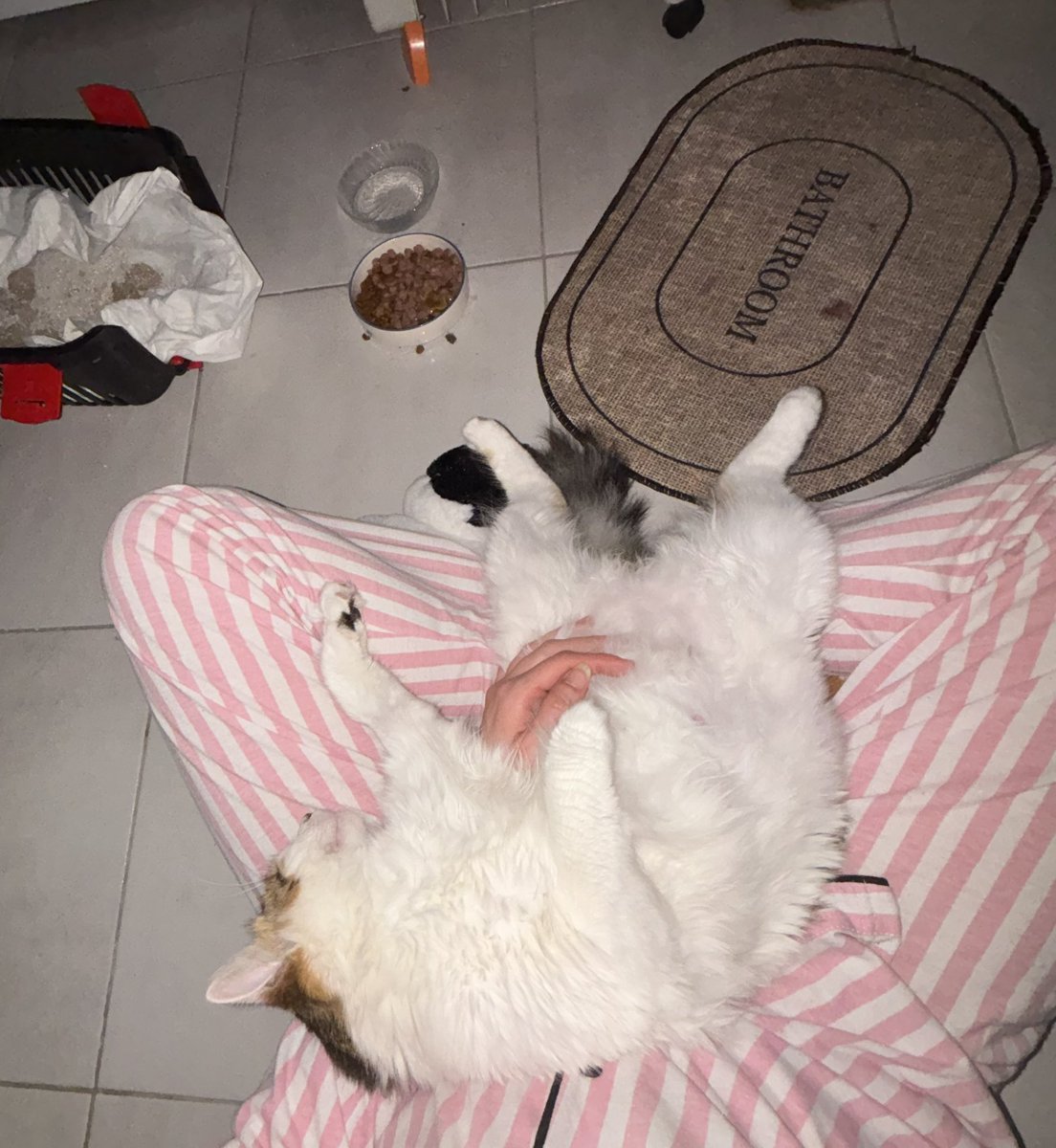 bir daha kimseye kendimi kullandırtmayacağım dedikten sonra tüm gece doğurmaya çalışan kedi için yatak taklidi yaptım👍🏻
