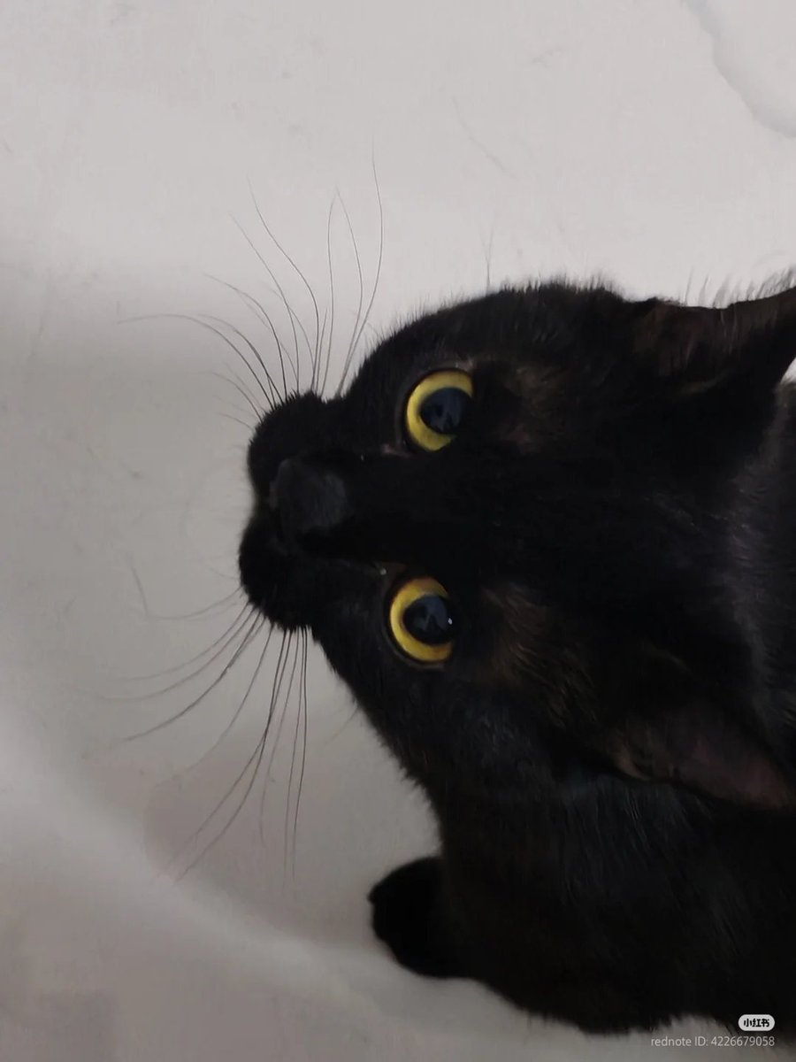 nocontextscats's tweet image. :3