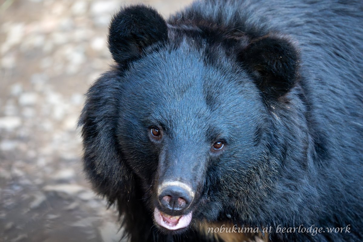 姫 かわいい… 放飼場に復帰する4月の上旬には会いに行きたいですね