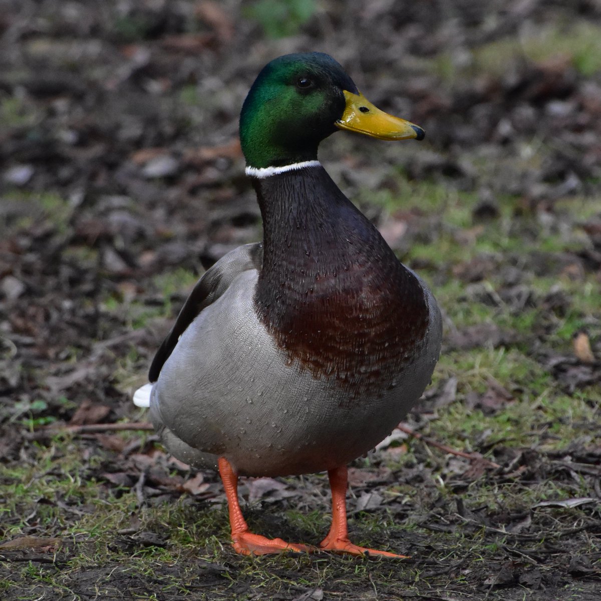 Rob Pike tweet media