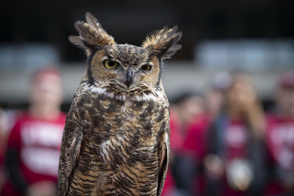 Did someone say Superb Owl Sunday?