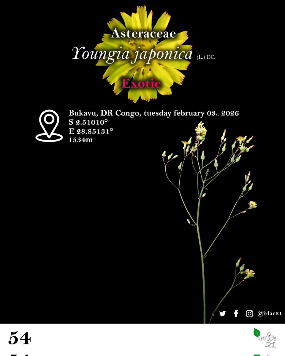 irlac21's tweet photo. #DRC #Botany #plants #flowers #plantsci #plantlovers #photography #nature #biodiversity #UOB #CREGET #Asteraceae #Compositae #Youngia
Youngia japonica π‘π’ https://t.co/Q9IpzV5o37