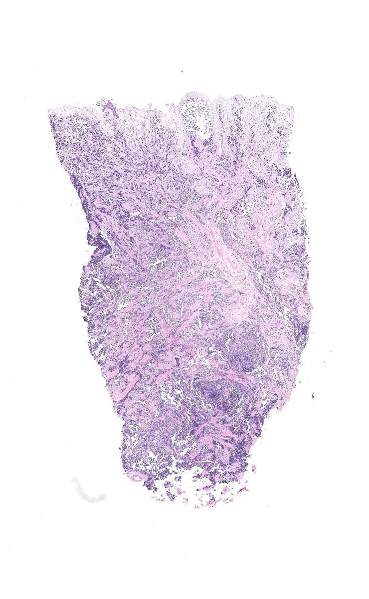 Jerad Gardner, MD tweet media