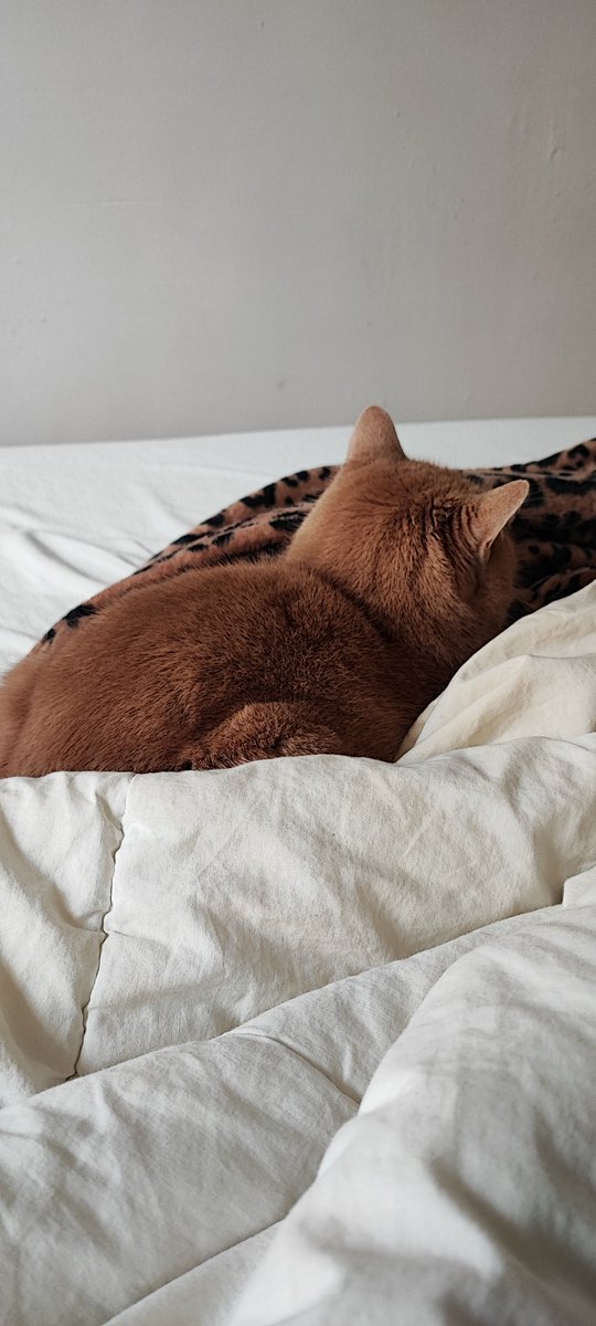 Léon le 🍊 tweet media