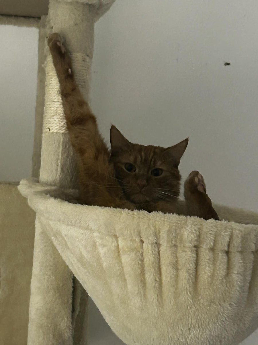 Setaio 🎪🎈 tweet media