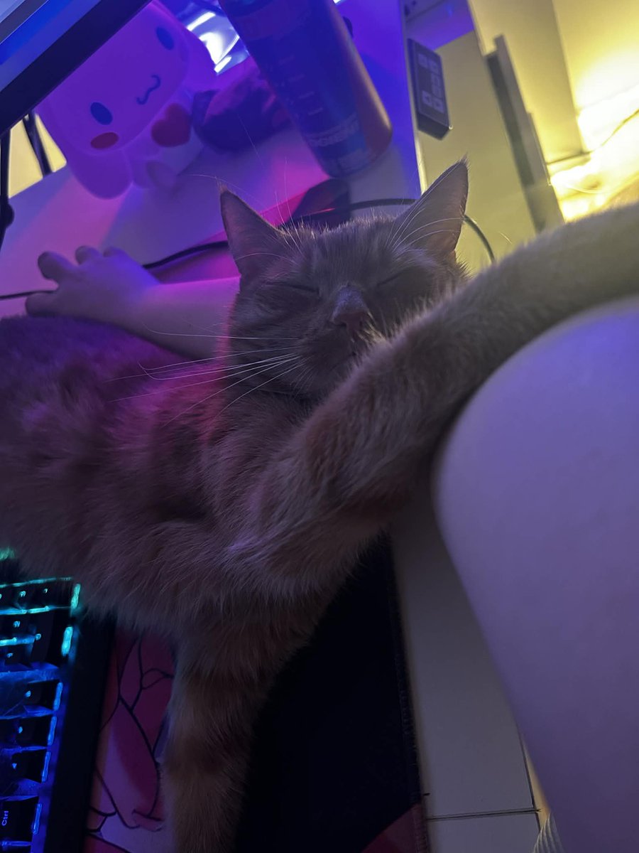 Setaio 🎪🎈 tweet media